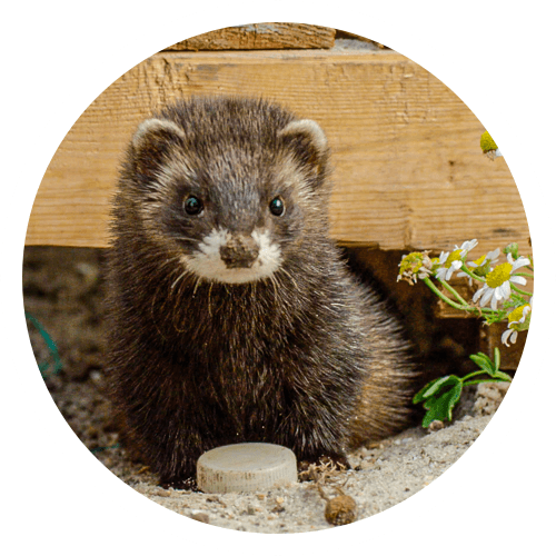 Image of a brown otter