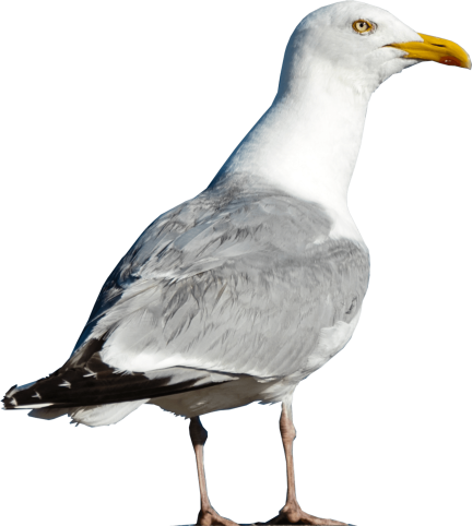 Cutout of a seagull